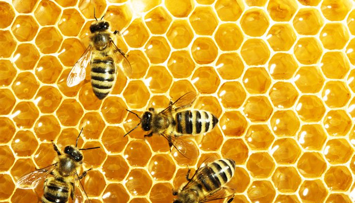 Як зимують бджоли? • коротко.info